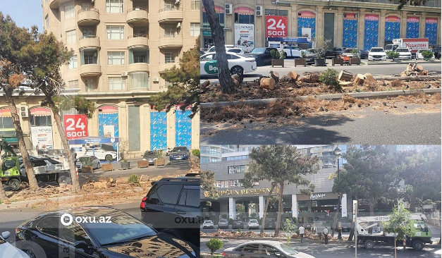 Bakıda ağacları niyə doğrayıblar?