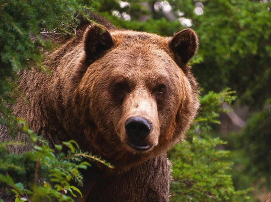 Göygöldə ayı kəndə hücum etdi: Dövlət qurumları hərəkətə keçdilər