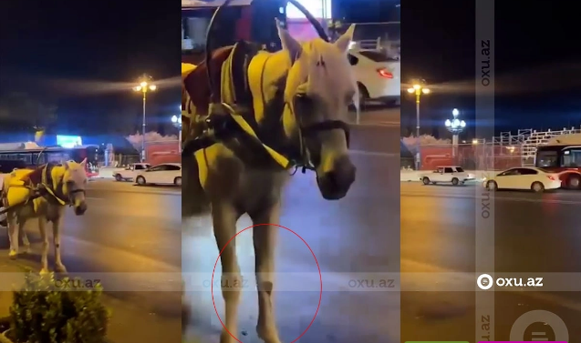 Bakının mərkəzində turist gəzdirən faytona sahib çıxan qurum tapılmadı