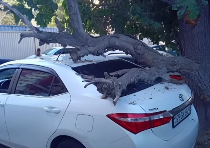 Bakıda qurumuş ağac gövdəsi avtomobilin üzərinə aşıb: Zərəri kim ödəyəcək?