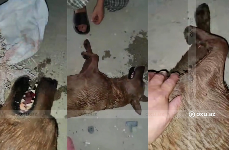 Bakıda itlə rəhmsiz rəftar edən şəxs CƏZALANDIRILDI