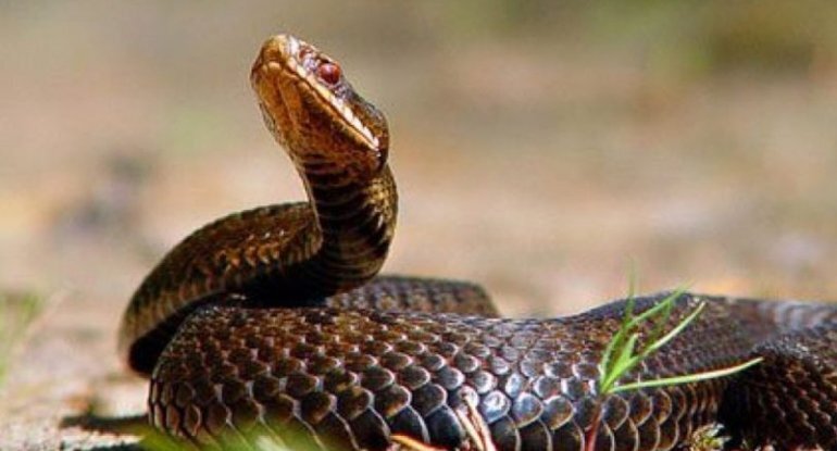 Bakıdakı ilanlar bu yolla şəhərə gəlibmiş - AÇIQLAMA
