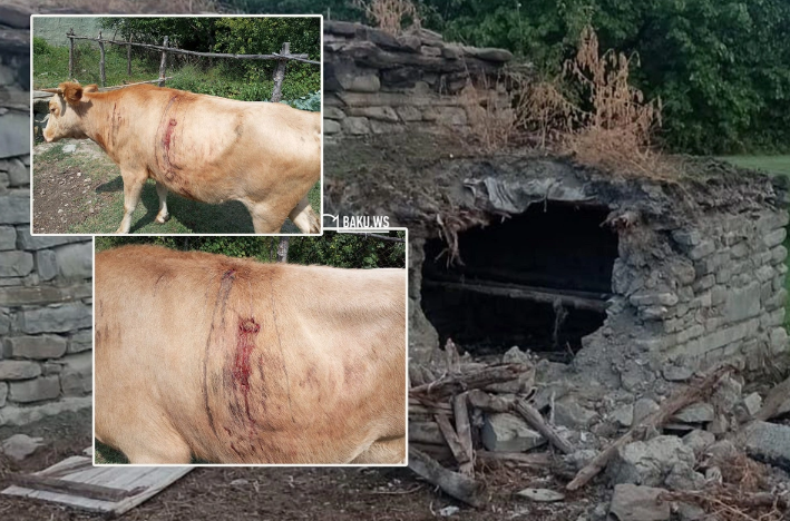 Qubada kəndə ayılar hücum edib, ev heyvanları tələf olub