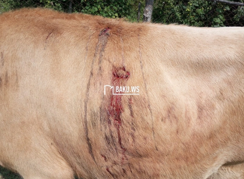 Qubada kəndə ayılar hücum edib, ev heyvanları tələf olub