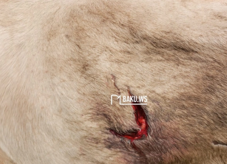 Qubada kəndə ayılar hücum edib, ev heyvanları tələf olub