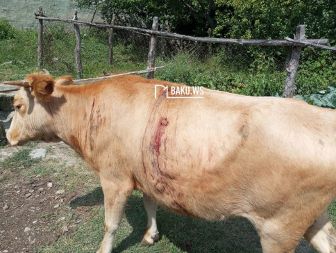 Qubada kəndə ayılar hücum edib, ev heyvanları tələf olub