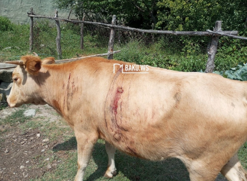 Qubada kəndə ayılar hücum edib, ev heyvanları tələf olub