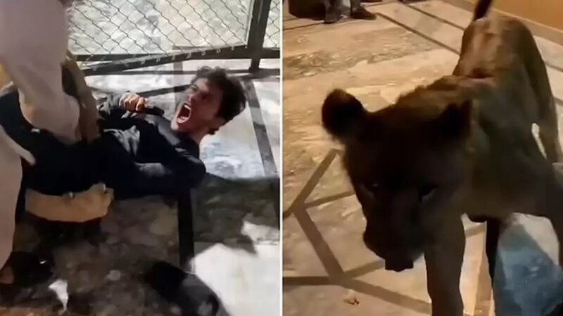 O, şirlə selfi çəkdirmək istəyərkən az qala öləcəkdi - VİDEO