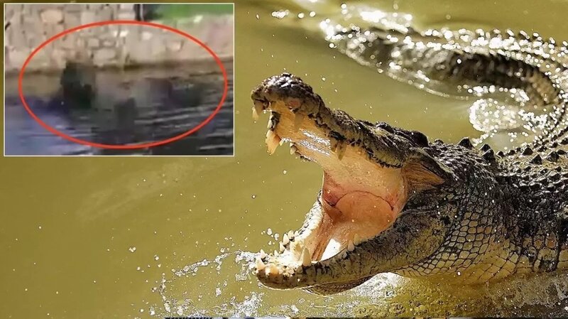 Gölə düşən pəncərə təmizləyən timsaha yem oldu - VİDEO