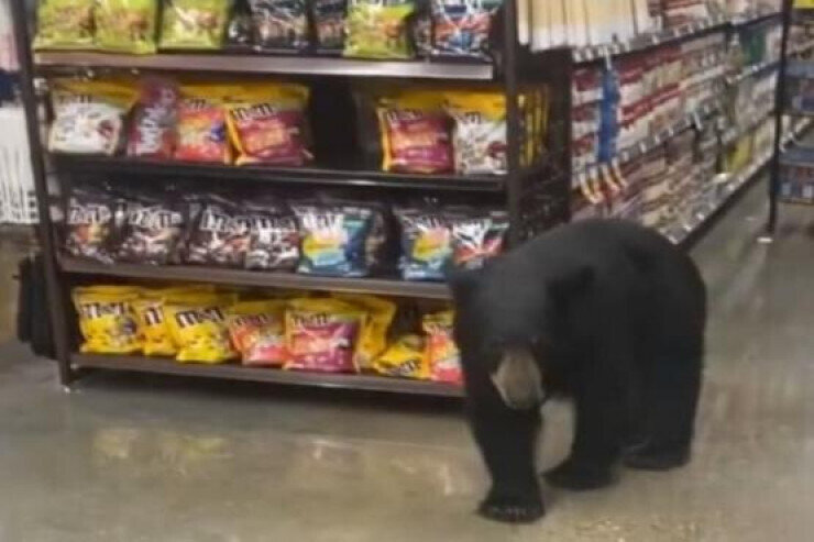 Ayı iki gün ərzində supermarketi "ələ keçirdi"