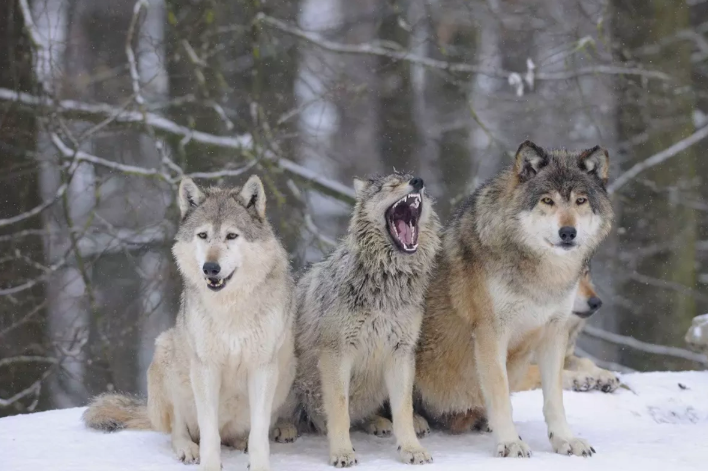 Şəkinin iki kəndində canavarlar sakinlərə hücum ediblər