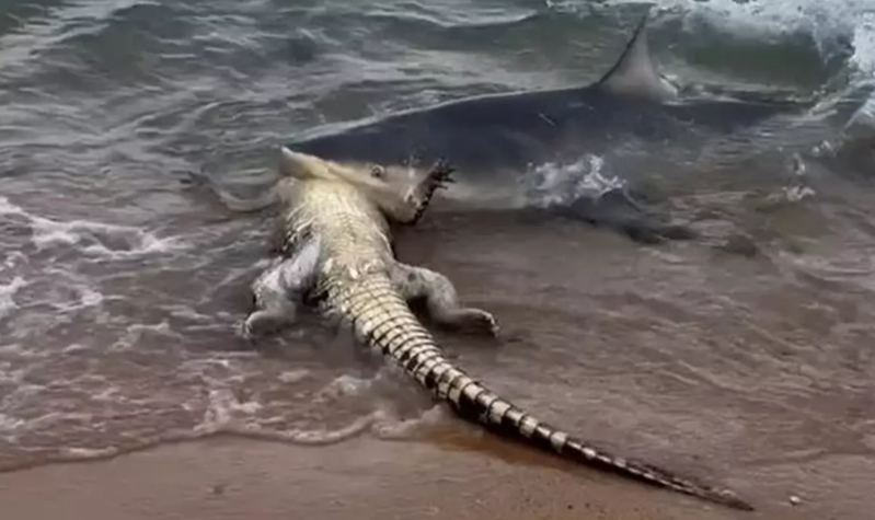 Sahildə qorxulu anlar: Köpək balığı timsahı parçaladı - VİDEO