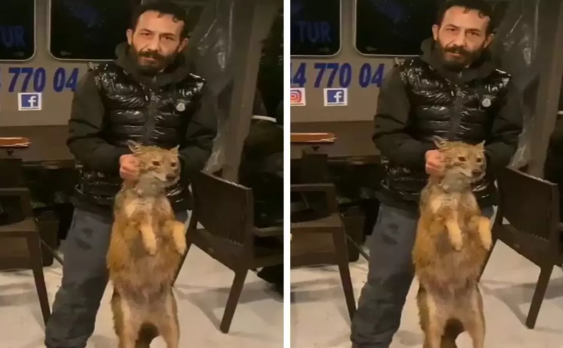 Dənizə balıq tutmağa getdi, tülkü ilə qayıtdı - VİDEO