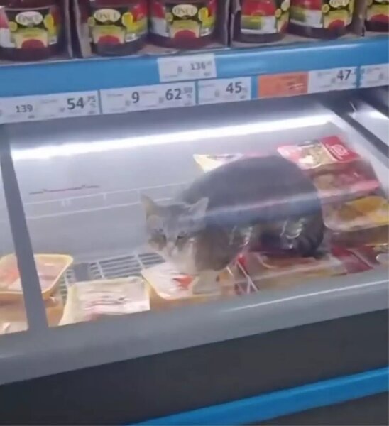 Marketdə ət şkafında toyuq yeyən pişiyin videosu viral oldu - VİDEO