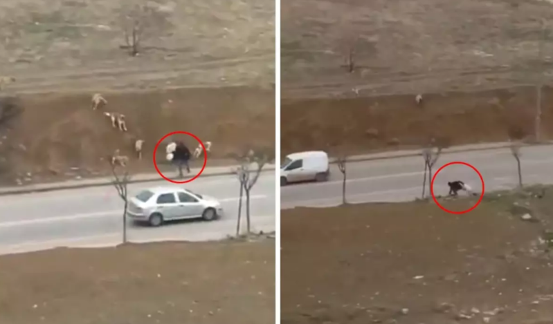 İnsanlığın öldüyünü göstərən hadisə: İtlərin hücumuna məruz qalan şəxsə heç kəs kömək etmədi