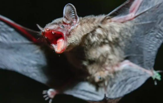 Yarasalarda yeni növ koronavirus aşkarlandı