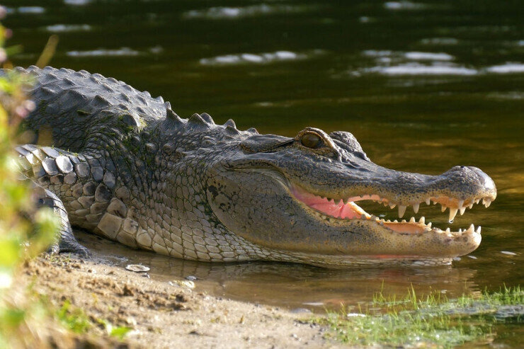 Qadın timsahın ağzından belə qurtuldu - İNANILMAZ