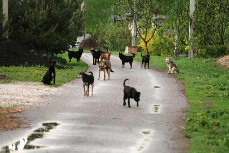 Deputatdan ŞOK TƏKLİF: Sahibsiz itlərdən sabun hazırlansın