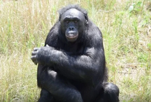 İngilis dilini başa düşürdü, video oyunları oynayırdı: Dahi meymun 44 yaşında öldü
