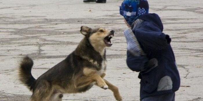 Deputatdan sahibsiz heyvanlarla bağlı təklif