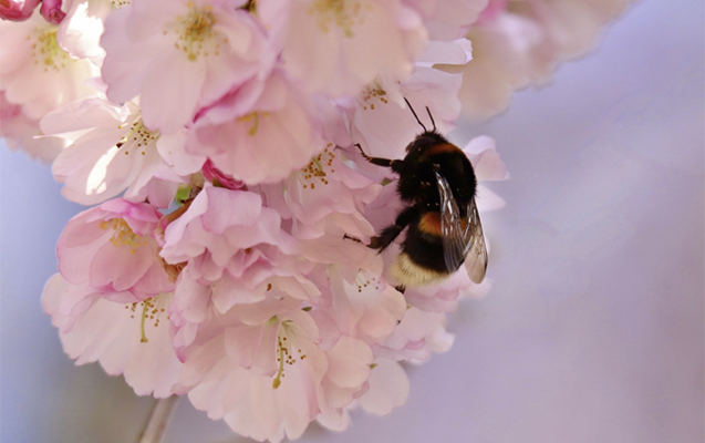 Sabah hava necə olacaq?