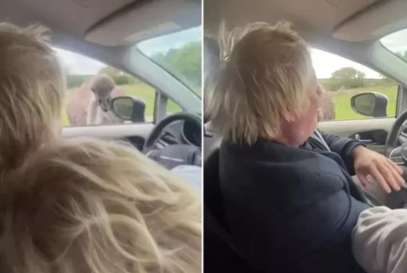 İngiltərənin keçmiş baş naziri Boris Consonu getdiyi parkda dəvəquşu dişləyib - VİDEO