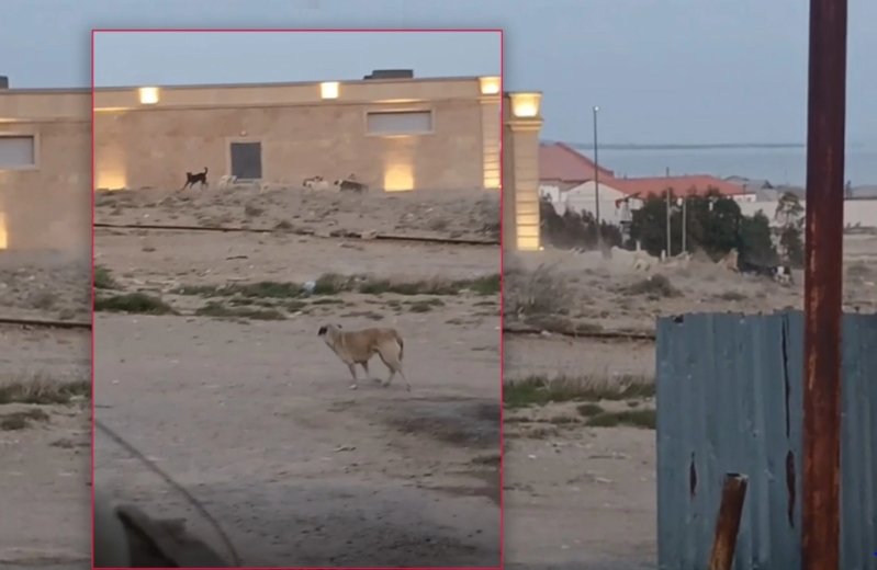 Bakının bu ərazisində itləri azdırırlar - Sakinlər qorxu içində