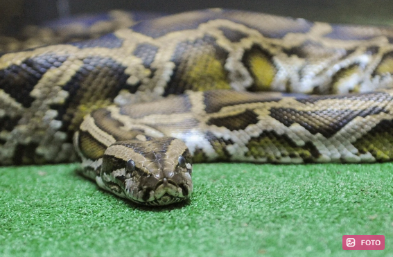İndoneziyada qorxunc hadisə: Kişi anasını pitonun ağzında ilişib qalmış vəziyyətdə tapdı