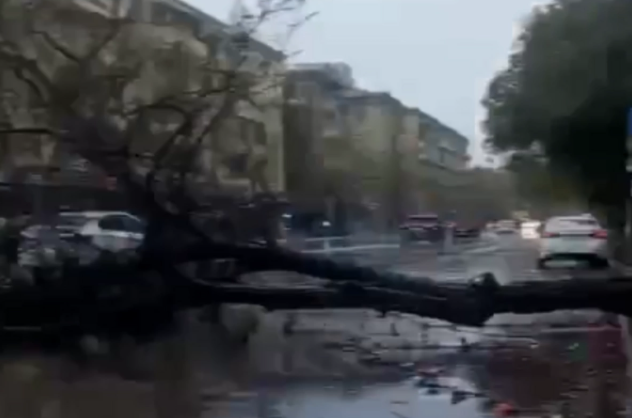 Bakıda 55 ağac sınıb – RƏSMİ