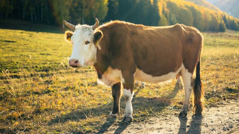 Qatarı dayandıran inəyə görə 8 min cərimə