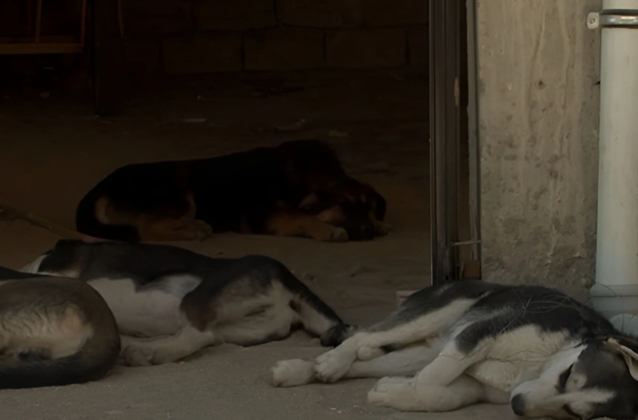 Sumqayıtda küçə itlərini kim öldürür? - Heyvansevərlərdən ŞİKAYƏT