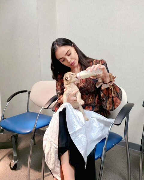 Leyla Əliyevanın şir balası ilə maraqlı - Görüntüləri