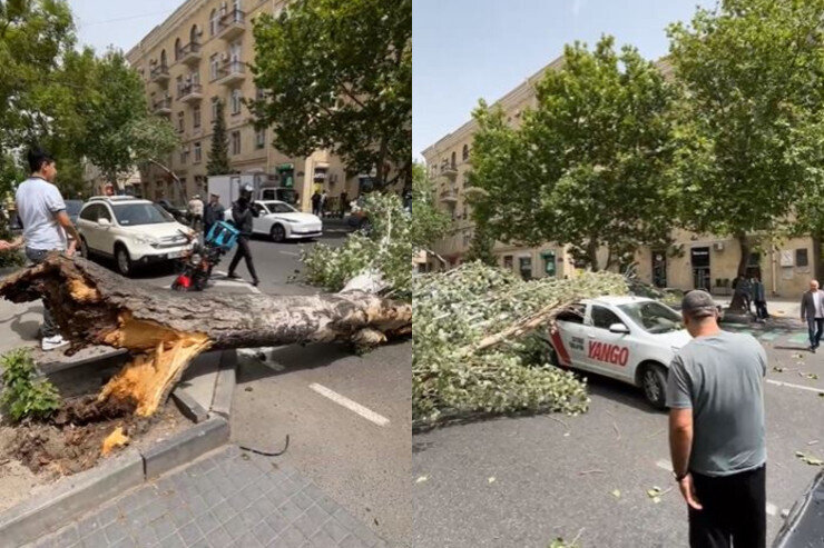 Bakıda külək ağacı maşınların üstünə aşırdı - VİDEO