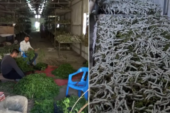 Kilosu 100 manata satılan məhsul 150 ailənin əsas dolanışıq mənbəyinə çevrilib - VİDEO