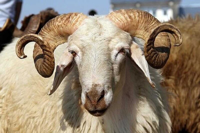 Qurban bayramı ərəfəsində bazarlardakı qiymətlər