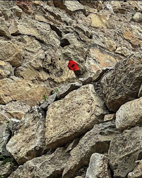 Cəlil Məmmədquluzadənin nəticəsi Şuşada - Fotolar