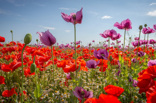 Mayın sonuncu günü Bakıda 35° İSTİ OLACAQ