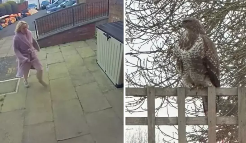 Şahin hücumu kəndi qorxuya saldı - VİDEO