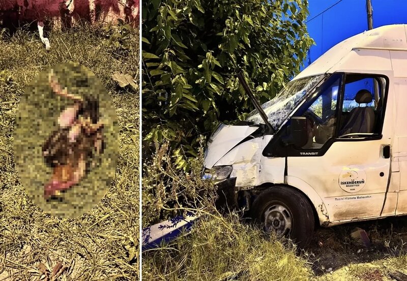 Qəza zamanı tələf olan xoruzu həyata qaytarmaq üçün ona ürək masajı etdi - VİDEO