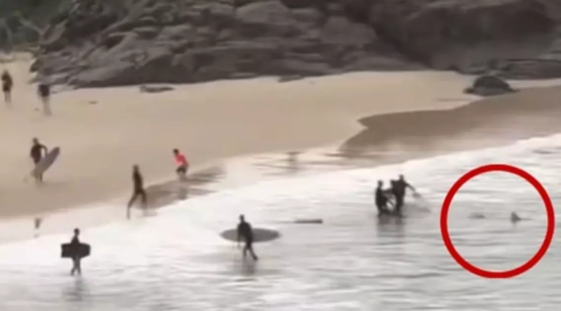 Dənizdə dəhşət anları: 16 yaşlı gənci yumruqlarla köpək balığından xilas etdilər