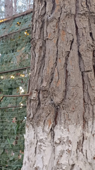 Bu parkda yerləşən çay evlərindən ŞİKAYƏT