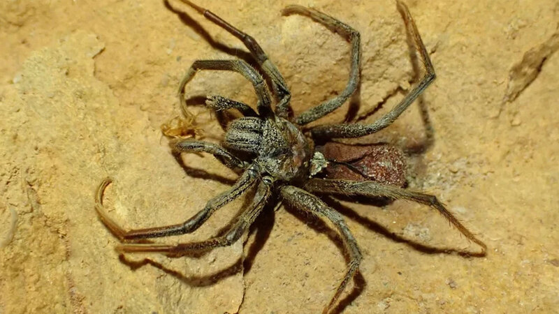 Mumiyalanmış, gözsüz böcəklərin tapıldığı mağara alimləri heyrətə gətirdi