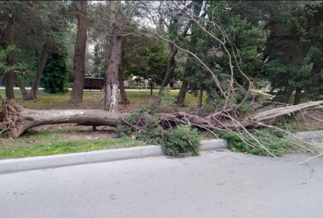 Güclü külək Bakıda iki ağacı aşırıb