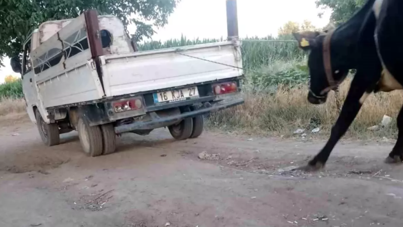 İnəyi yük maşınının arxasına bağlayıb sürüdü : Vicdanları sızladan görüntü - VİDEO