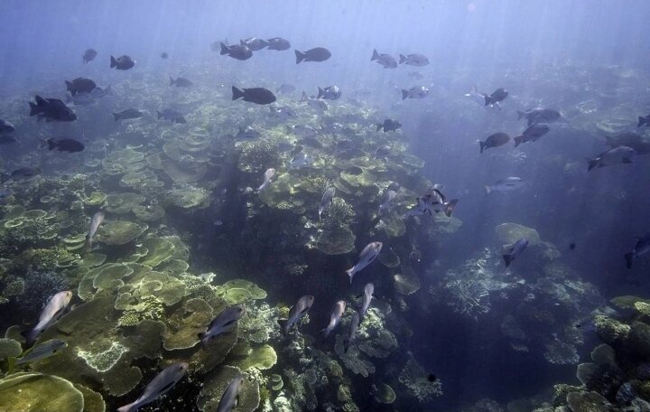 Okeanın möcüzəsi ilə bağlı PROBLEM: Dünyanın ən böyük mərcan rifinin üçdəbiri yox olub