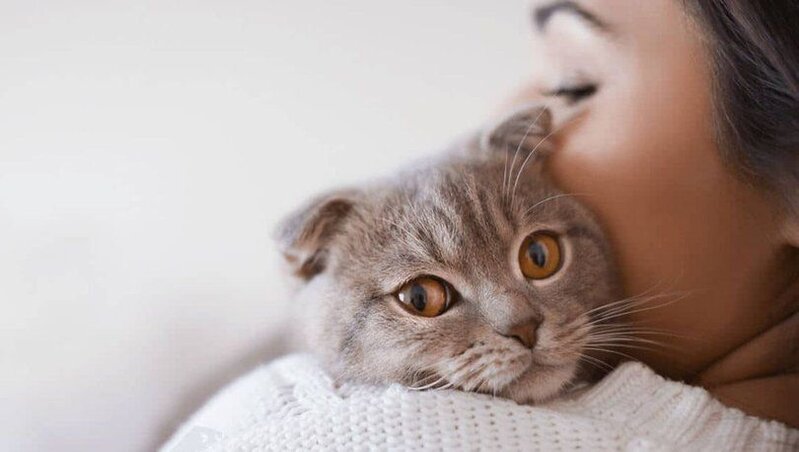 Pişiklərin yoluxdurduğu "Toxoplasma gondii" paraziti insanın davranışını idarə edə bilər