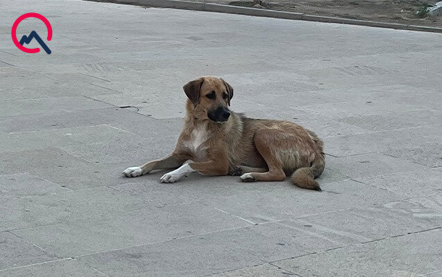 Masazırda 2 yaşlı uşağı it dişlədi - Fotolar