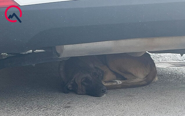 Masazırda 2 yaşlı uşağı it dişlədi - Fotolar