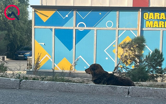 Masazırda 2 yaşlı uşağı it dişlədi - Fotolar