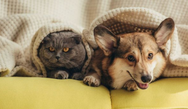 Çində ev heyvanlarının "yenidən doğulması" üçün ekstrasenslərə minlərlə dollar ödəyiblər